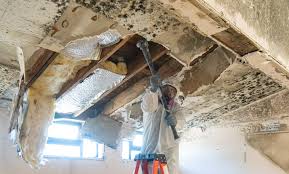 Mold Remediation for Vacation Homes